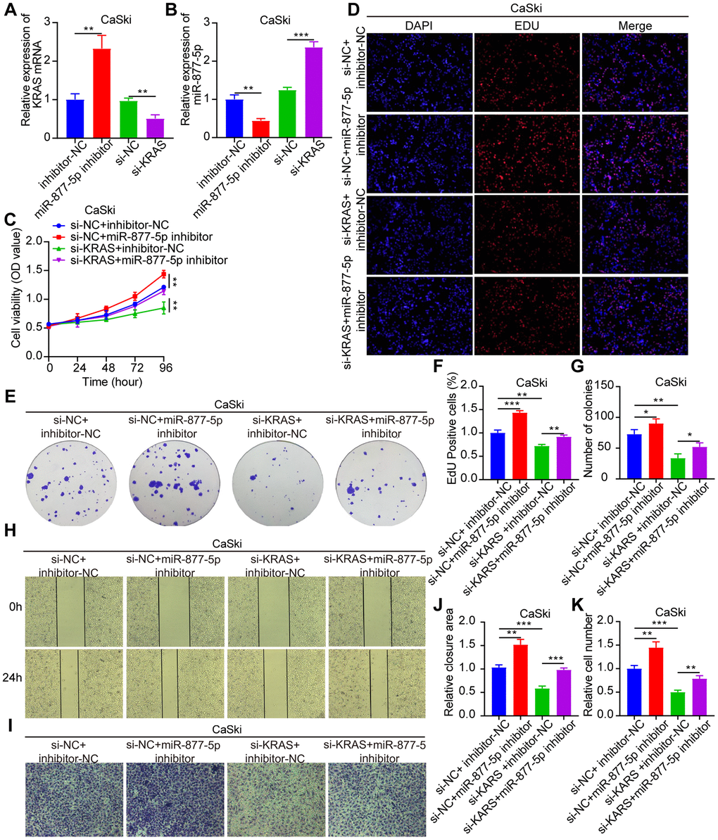 The tumorigenic effect of miR-877-5p in CC can be reversed by KRAS. Si-NC+inhibitor-NC, si-NC+miR-877-5p-inhibitor, si-KRAS+inhibitor-NC, and si-KRAS+miR-877-5p-inhibitor were co-transfected in CaSki cells. (A, B) qRT-PCR measurement of KRAS and miR-877-5p levels. (C–G) CCK-8, EdU, and colony formation assays measuring cell proliferation. (H–K) Wound-healing assays assessing cell migration and Transwell assays measuring cell invasion. P **P ***P 