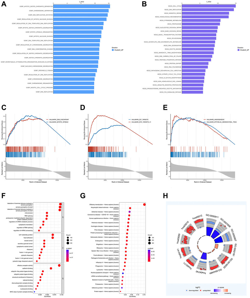 Identification of DEGs between DRG clusters and functional annotation. (A, B) GSVA analysis of DRG cluster 2. (C–E) GSEA of significant HALLMARK enriched in DRG cluster 2. (F–H) GO and KEGG enrichment analyses of DEGs between two DRG clusters.