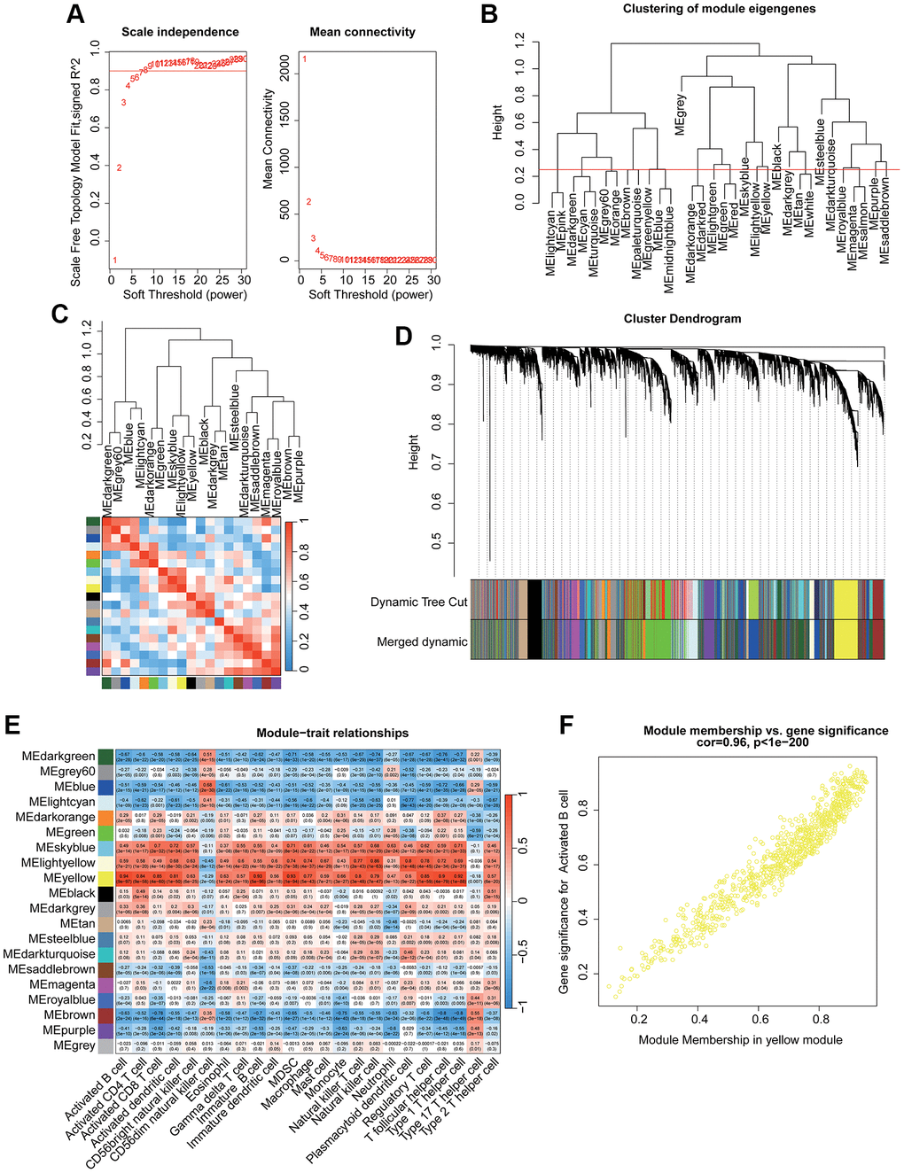 Identification the immune cell subtype related gene module for UC via WGCNA. (A) Identification of the optimal soft threshold (β) to develop the WGCNA. (B) Clustering of each gene module. (C) Correlation evaluation of each gene module. (D) Generation of the unique gene module via dynamic tree cut. (E) Correlation analysis of each gene module and 23 immune cell subtypes. (F) Relationship of module membership in yellow module and gene significance.