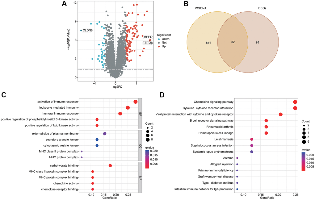 Analysis of differential expression BRGs and potential molecular pathway exploration. (A) Differential expression analysis by volcano plot. (B) Overlapping gene screening after WGCNA and differential expression analysis. (C) GO enrichment analysis. (D) The KEGG pathway analysis.