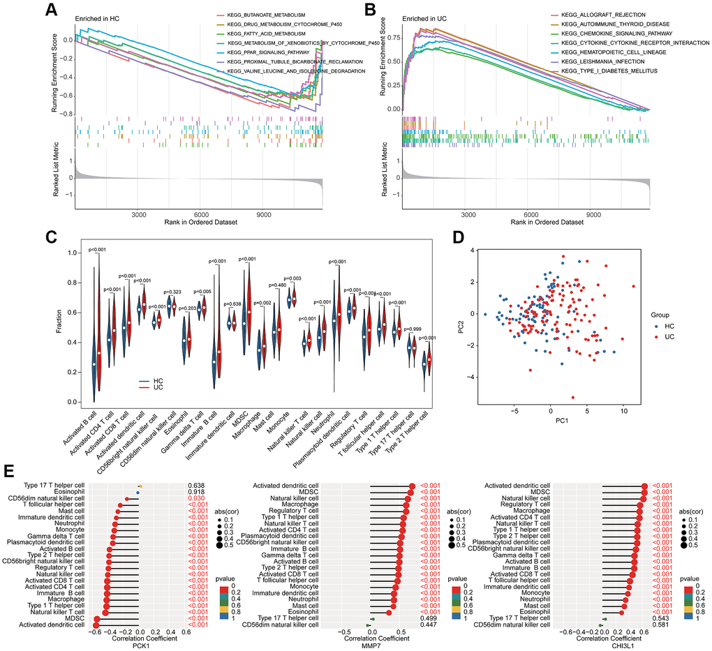 GSEA analysis and association analysis of immune infiltration characterization and BRGs related biomarkers. GSEA estimation of (A) HC group and (B) UC group. (C) Immune infiltration characterization evaluation. (D) PCA analysis of immune cells between HC and UC groups. (E) Potential association of 3 BRGs related biomarkers and immune infiltration characterization.