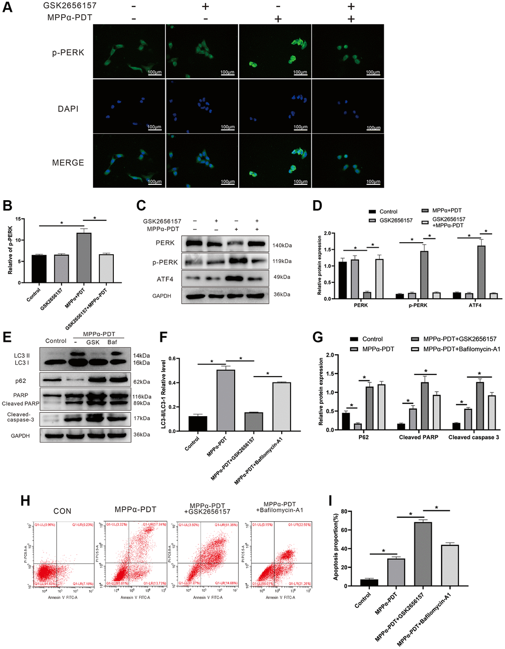 Inhibiting PERK may suppress autophagy induced by MPPα-PDT, and enhance the anti-tumor ability of MPPα-PDT in HOS cells. HOS cells in MPPα-PDT+GSK2656157 group were pretreated with 5 mM GSK2656157 for 1 h before MPPα-PDT treatment. HOS cells in MPPα-PDT + Bafilomycin A1 group were pretreated with 100 nM bafilomycin A1 for 2 h before MPPα-PDT treatment. (A, B) Immunofluorescence analysis of p-PERK levels (magnification: ×400). (C–G) After indicated treatments, cells were harvested and PERK, p-PERK, ATF4, LC3-II/LC3-I, p62, cleaved caspase-3, and cleaved PARP levels determined by western blot. (H, I) Apoptotic rate was examined by flow cytometry. Data are shown as mean ± SD of 3 independent experiments. *P 