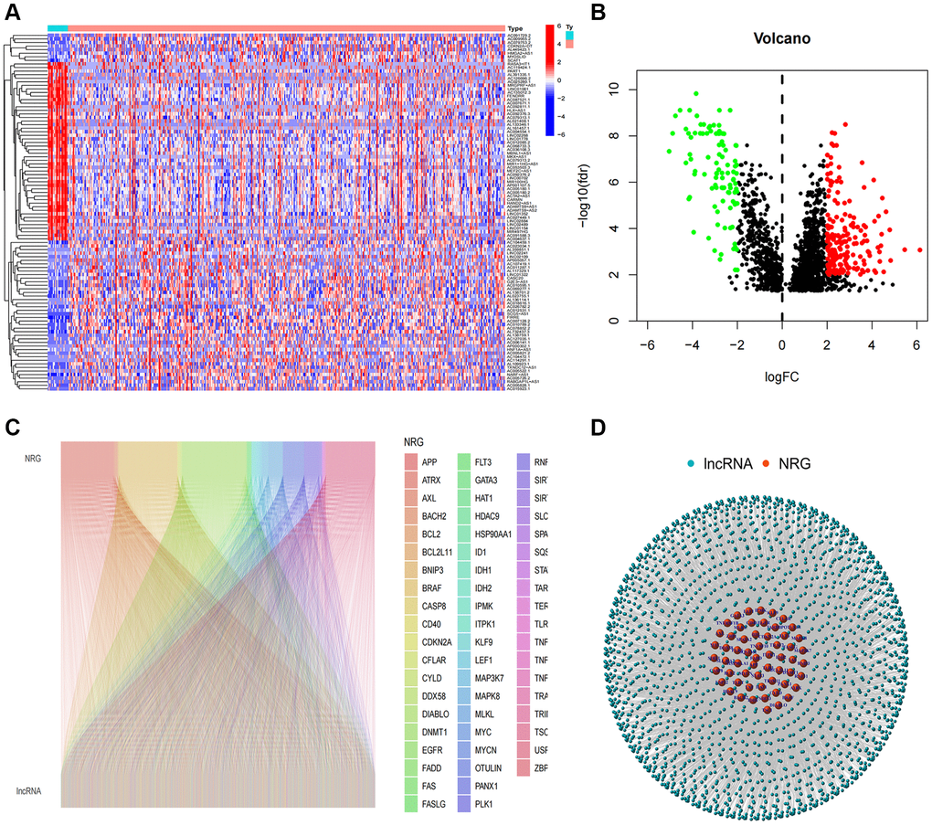 Identification of necroptosis-related lncRNAs. (A) Heatmap of differentially expressed NRlncRNAs based on their expression levels; (B) The volcano diagram of differentially expressed NRlncRNAs; (C) Sankey diagram of necroptosis-related genes and lncRNAs; (D) The network of necroptosis genes and lncRNAs.