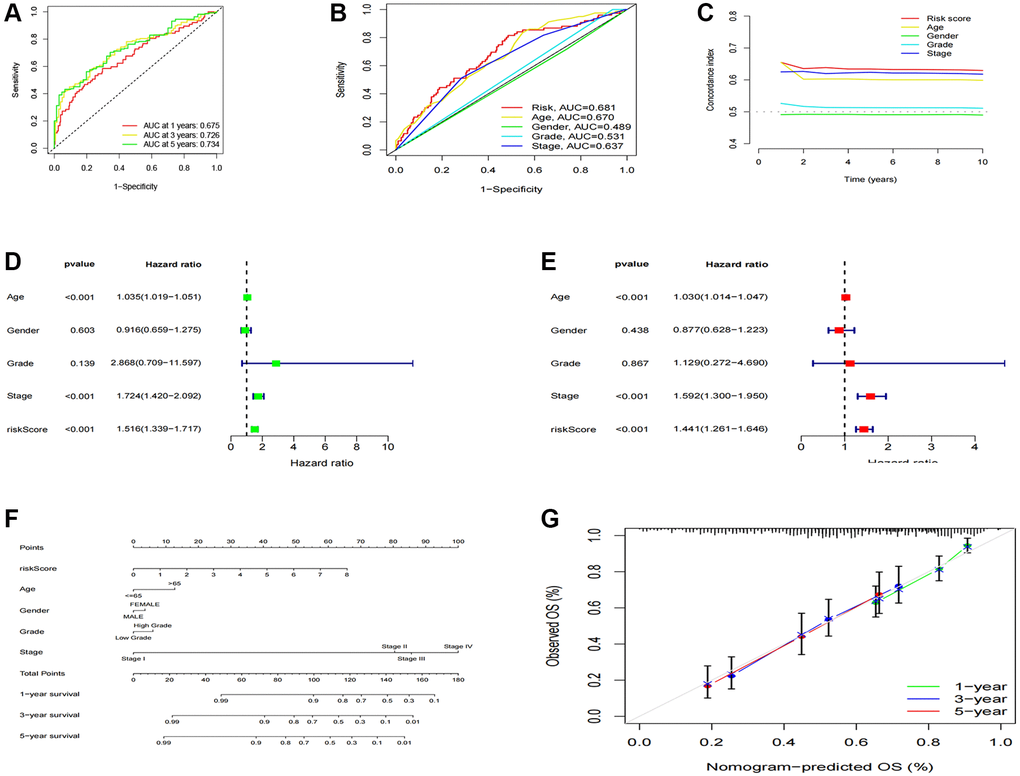 Construction and validation of the nomogram. (A) 1-, 3-, and 5-years ROC curves of the entire cohort; (B) The ROC curves of risk score and clinical features; (C) The C-index curves of the risk model; (D) Uni-Cox analyses of clinical factors and risk score with OS; (E) Multi-Cox analyses of clinical and risk score with OS; (F) 1-, 3-, and 5-year OS of BC patients predicted by the nomogram; (G) The calibration plots for predicting 1-, 3-, and 5-year OS.