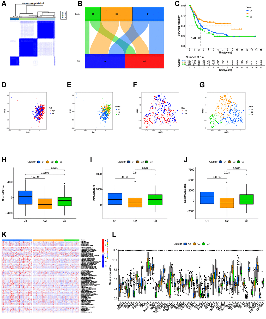 Clusters analysis for the risk model. (A) BC patients were divided into three clusters according to the consensus clustering matrix (k = 3); (B) Sankey diagram of the three clusters; (C) Kaplan–Meier curve of OS analyzed for the three clusters; (D, E) The PCA of risk groups and clusters; (F, G) The t-SNE of risk groups and clusters; (H–J) Immune-related scores in clusters; (K) Heatmap of immune cells in clusters; (L) The expression of immune checkpoints in clusters.