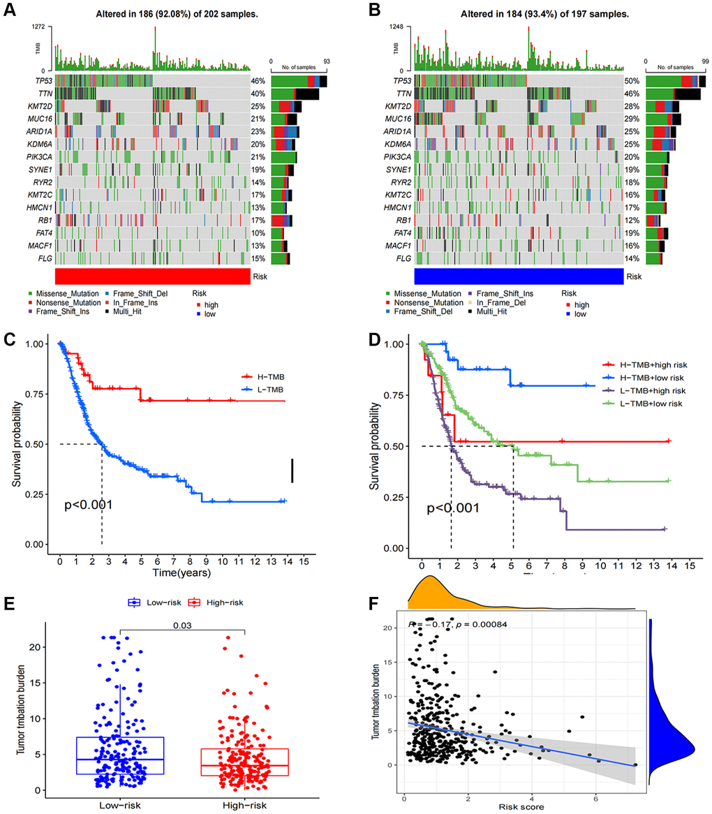 Tumor mutation burden calculation analysis. (A, B) Tumor somatic mutation waterfall graph in high-risk group and low-risk group; (C) Kaplan–Meier curve of OS analyzed for TMB; (D) Kaplan–Meier curve of OS analyzed for TMB and risk groups; (E) The relationship between TMB and risk groups; (F) Correlation analysis of the risk score and TMB.