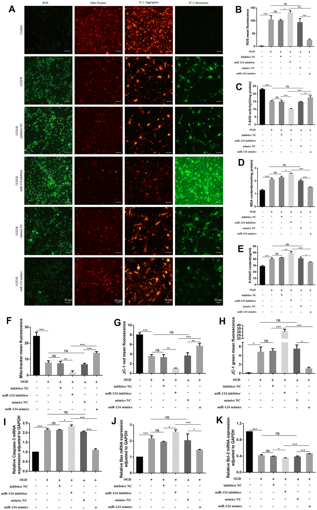 The changes of oxidative stress, mitochondrial impairment, and apoptosis in primary neurons with miR-124 treatment in OGD/R. The neurons were transfected with inhibitor NC, miR-124 inhibitor, mimics NC, or miR-124 mimics before OGD/R treatment. (A) Intracellular ROS was measured using DCFH-DA with a fluorescence microscope; Representative photomicrograph of mito-tracker red; Representative photomicrographs of fluorescence shift from red to green of JC-1 staining. Scale bar, 50μm; (B) Quantitative analysis green fluorescence of ROS; (C) The SOD activity was determined by the commercial kits; (D) The content of MDA was determined by the commercial kits; (E) The content of 8-OHdG was determined by the commercial kits; (F) Quantitative analysis of mito-tracker red; (G, H) Quantitative analysis of fluorescence shift from red to green of JC-1 staining; (I–K) The mRNA levels of Caspase-3, Bax, and Bcl-2 were detected by qRT-PCR. Data were expressed as mean ± SD (derived from three independent experiments for each sample). NS, not significant for p > 0.05, * p p p 