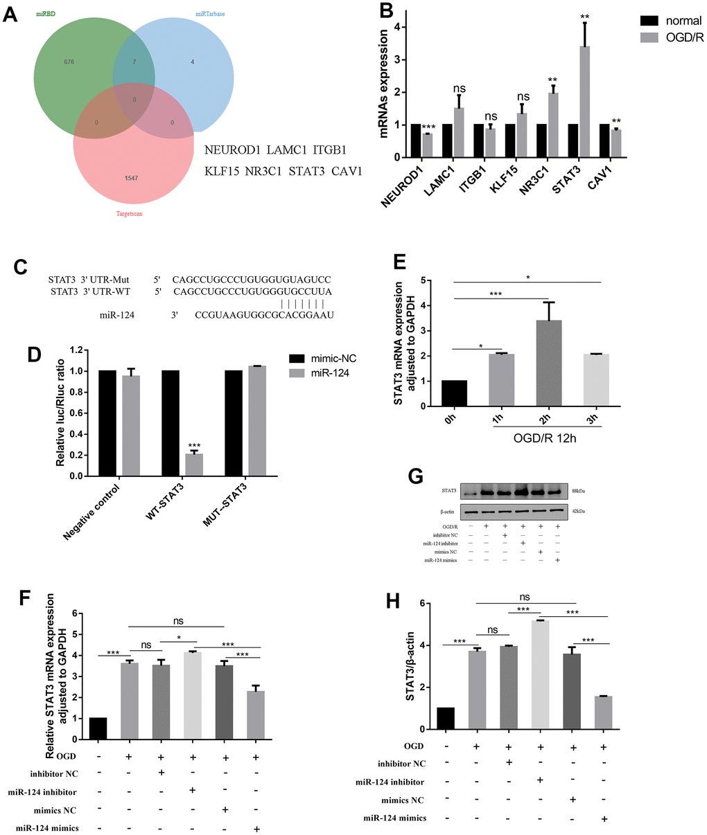 STAT3 identified as a direct target gene of miR-124. (A) miRTarBase, miRDB and TargetScan were used to predict the potential targets of miR-124 and found the potential target genes (NEUROD1, LAMC1, ITGB1, KLF15, NR3C1, STAT3, CAV1); (B) The mRNAs expression levels of miR-124 potential targets; (C, D) The predicted binding sites between miR-124 and STAT3 according to the TargetScan; The neurons were randomly divided into 6 groups, i.e., vector+ mimics NC, vector +miR-124 mimics, STAT3-WT + mimics NC, STAT3-WT + miR-124 mimics, STAT3-Mut + mimics NC, and STAT3-Mut + miR-124 mimics. The relative luciferase activity was measured using a dual-luciferase reporter system; (E, F) The STAT3 mRNA was detected by qRT-PCR; (G) The protein levels of STAT3 was detected by Western blot; (H) Quantitative analysis of the protein levels of STAT3; Data were expressed as mean ± SD (derived from three independent experiments for each sample). NS, not significant for p > 0.05, * p p p B, D), or one-way analysis of variance with Tukey’s post hoc test (E, F, H)).