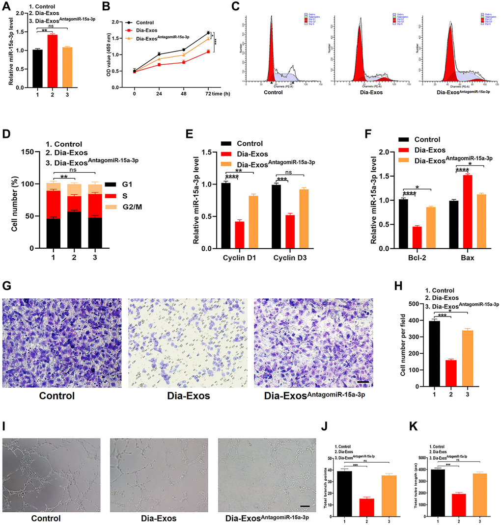 Inhibition of miR-15a-3p partially reversed the impaired functionality of HUVECs treated with Dia-Exos. (A) MiR-15a-3p levels in the three groups were measured using qRT-PCR. (B) CCK-8 assay results of the three groups. (C, D) Flow cytometry was used to quantify the cell cycle distribution in treated cells. (E) The qRT-PCR results of the proliferation-related genes Cyclin D1 and Cyclin D3. (F) The apoptosis-related genes Bcl-2 and Bax were assessed using qRT-PCR. (G, H) A Transwell migration assay was used to assess the effects of miR-15a-3p inhibition on HUVEC migration; scale bar: 100 μm. (I–K) A tube formation assay was used to assess the effects of miR-15a-3p inhibition on HUVEC angiogenesis; scale bar: 200 μm. Data are the means ± SDs of three independent experiments. *p **p ***p 