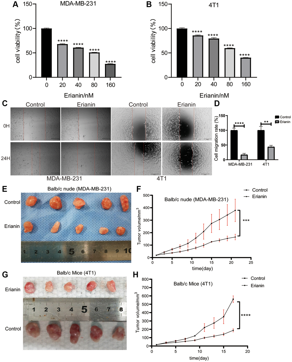 Erianin inhibits the progression of TNBC cells in vitro and in vivo. MDA-MB-231 (A) and 4T1 cells (B) were treated with different concentrations of Erianin for 24 hours, and then the viability was determined using the CCK-8 assay. (C) The migration capacity of MDA-MB-231 and 4T1 cell with Erianin was detected by wound-healing assay. (D) Statistical analysis of wound-healing assay. (E) MDA-MB-231 cells were injected into Balb/c nude mice in situ, and xenograft tumors were imaged after Erianin treatment. (F) Tumor volume in each group (N = 5). (G) 4T1 cells were injected into Balb/c normal mice in situ, and xenograft tumors were imaged after Erianin treatment. (H) Tumor volume in each group (N = 5).