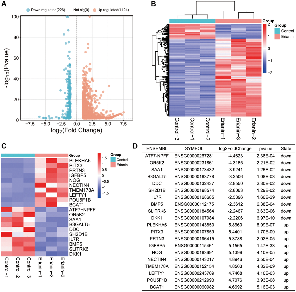 RNA-seq data analysis. (A) A volcano plot of 1350 DEGs, including 226 downregulated genes and 1124 upregulated genes in response to Erianin treatment, was drawn. (B) Heatmap of 1350 DEGs was created. (C) Heatmap of the top 10 upregulated or downregulated genes based on the ranking of expression changes. (D) Table of the top 10 upregulated or downregulated genes based on the ranking of expression changes.