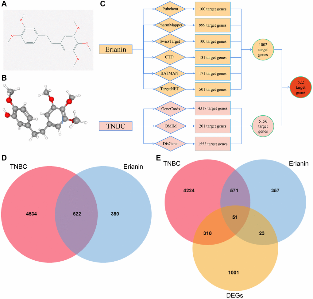 Screening of target genes for anti-TNBC activity of Erianin. (A) 2D structure of the Erianin molecule. (B) 3D structure of the Erianin molecule; (C) Flowchart of the screening process of target genes of Erianin anti-TNBC obtained by network pharmacological analysis. (D) Venn diagram of target genes of Erianin in anti-TNBC obtained by network pharmacological analysis; (E) Venn diagram of target genes identified in network pharmacology analysis and differentially expressed genes (DEGs).