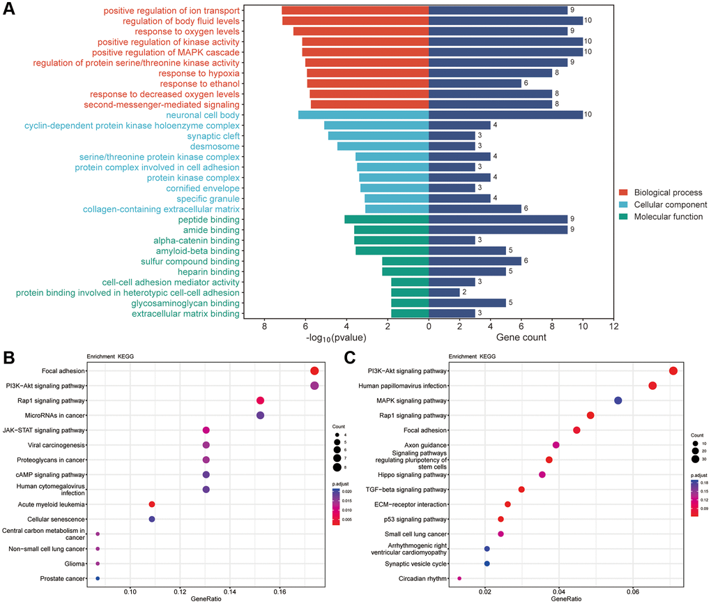 The results of GO and KEGG pathway enrichment. (A) Top 10 results of GO for target genes of Erianin against TNBC. (B) Top 15 enriched KEGG pathways of target genes of Erianin against TNBC. (C) KEGG results for DEGs obtained by transcriptome sequencing.