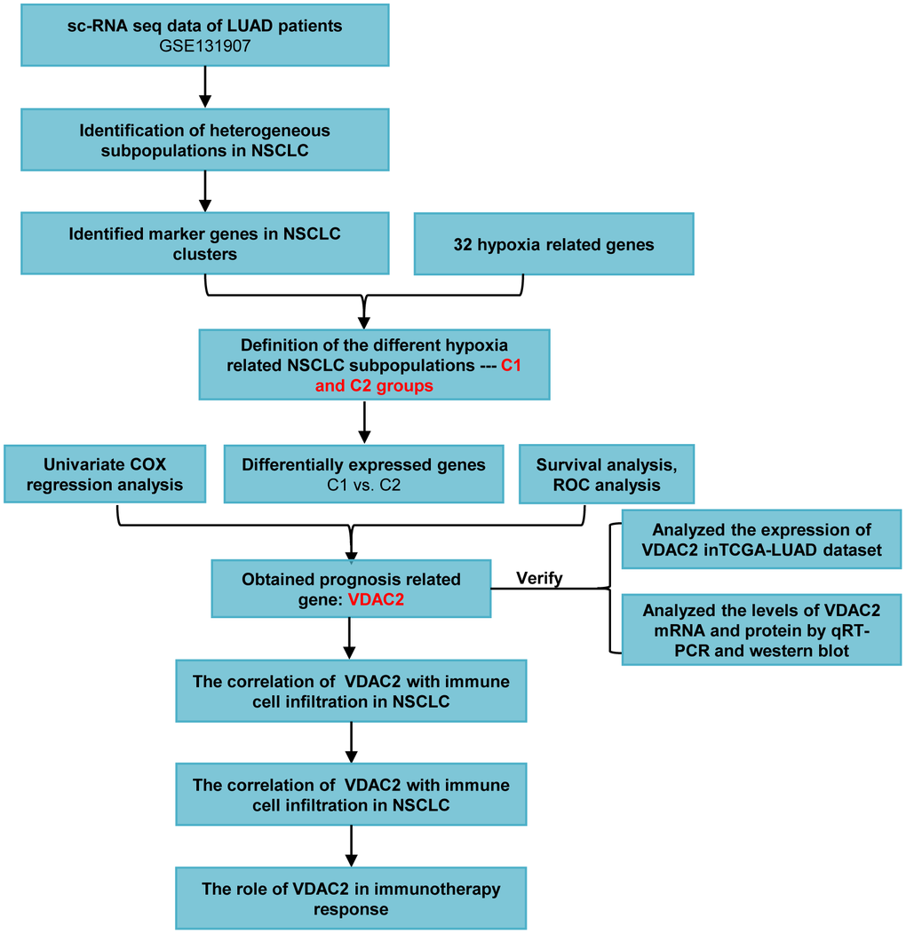 The flow chart of this study.