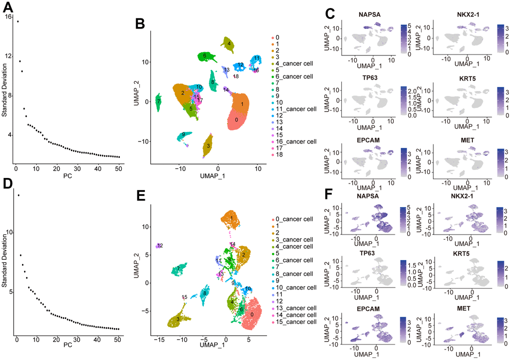 Identification of heterogeneous NSCLC cell subpopulations. (A) First principal component score, (B) The cells were annotated into 19 cell clusters by Umap in NSCLC. (C) Identified NSCLC clusters using marker genes of cancer. (D) Second principal component score. (E) The NSCLC cell populations were annotated into 16 cell clusters by Umap. (F) Identification of NSCLC cluster by cancer cell marker gene.