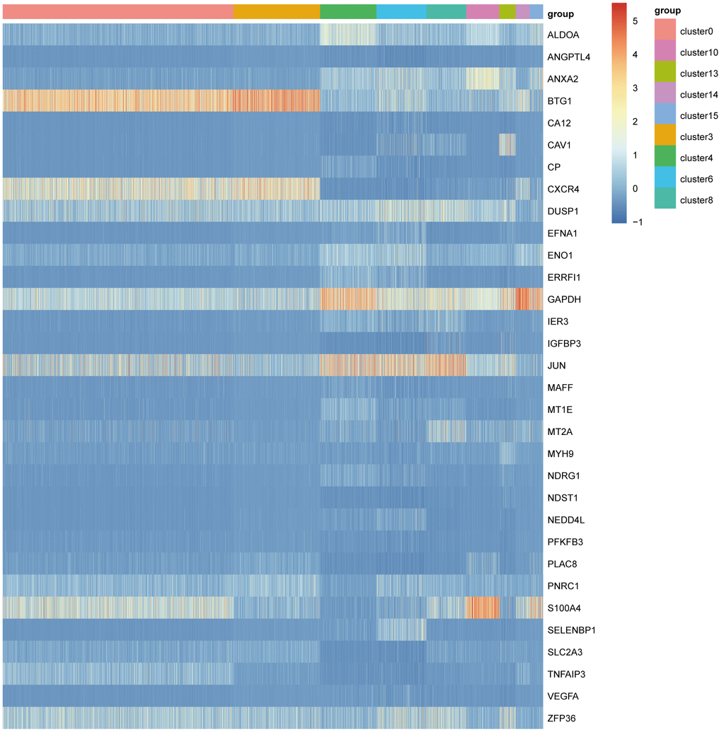 The heatmap of differential expression of hypoxia related marker genes in all cell clusters.