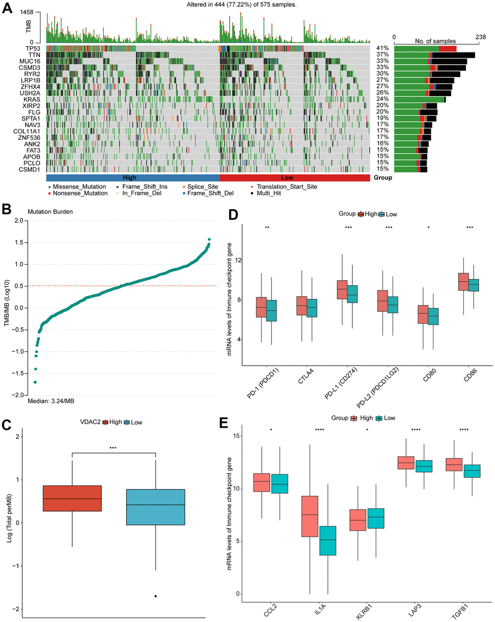 NSCLC patients with distinct VDAC2 expression exhibited different clinical responses. (A) The waterfall plot of somatic mutation. (B, C) The level of TMB in high and low VDAC2 expression groups. (D, E) The expression of immune checkpoints in high and low VDAC2 expression groups. * p pp