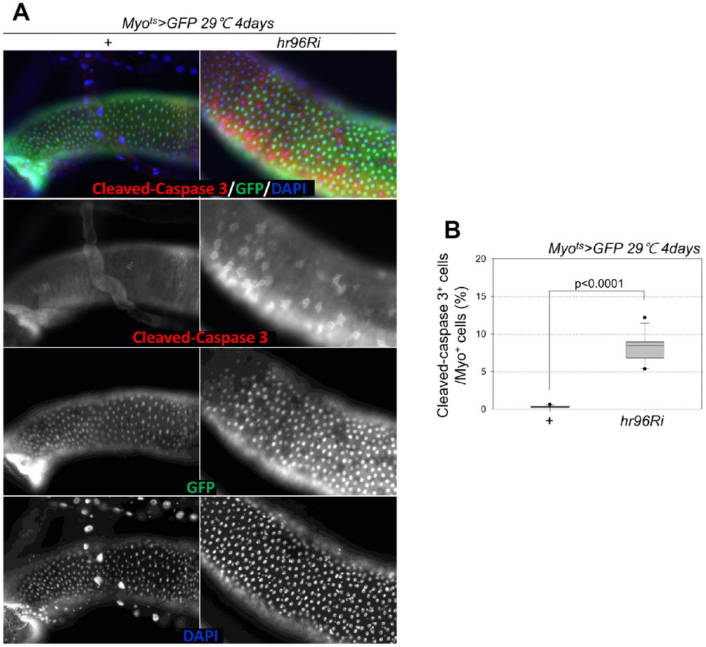 Effect of EC-specific VDR knockdown on EC cell death. (A) EC-specific knockdown of VDR induces cleaved caspase-3 in ECs. Flies carrying the Myots>GFP or Myots>GFP+VDRRi genotypes were cultured at 29° C for 4 days. The guts of flies were dissected and labeled with anti-GFP (green) and anti-cleaved caspase-3 (red) antibodies and DAPI (blue). Original magnification is 400×. (B) Frequency of cleaved-caspase 3+ cells per Myo+ (strong and weak GFP+) large cell (ECs). Three-day-old females were shifted to 29° C for 4 days, and dissected guts were immunostained with anti-GFP (green) and anti-cleaved caspase 3 (red) antibodies and DAPI (blue). Cleaved caspase 3+ cell numbers were determined in the Myo+ cells of these guts. Data (mean ± standard error) in the Myots>GFP or Myots>GFP+VDRRi flies were collated from 4716 and 5914 Myo+ cells of 15 guts each. P-values were determined using Student’s t-test. pMyots>GFP flies.