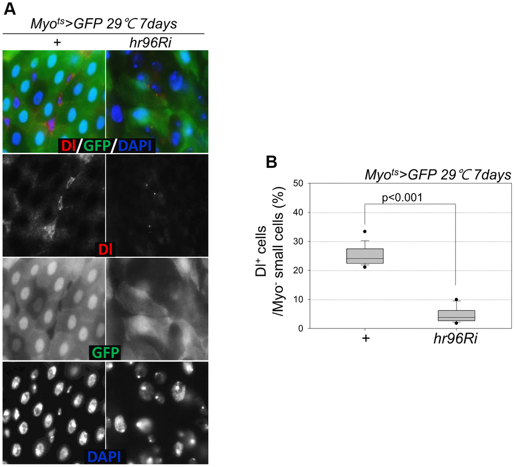 EC-specific VDR knockdown decreases the number of Dl+ cells. (A) EC-specific knockdown of VDR decreases the number of Delta+ cells. Flies carrying the Myots>GFP or Myots>GFP+VDRRi genotypes were incubated at 29° C for 1 week. The whole guts of flies were dissected, fixed, and labeled with anti-Dl (red) and anti-GFP (green) antibodies and DAPI (blue). The original magnification is 400×. (B) Frequency of Dl+ cells per Myo- small cell. Three-day-old females were shifted to 29° C for 1 week, and their dissected guts were fixed and immunostained with anti-Dl (red) and anti-GFP (green) antibodies and DAPI (blue). The number of Dl+ cells in the Myo- small cells was determined in these guts. Data (mean ± standard error) in Myots>GFP or Myots>GFP+VDRRi flies were collated from 882 and 1192 Myo- cells of 16 and 15 guts, respectively. P-values were determined using Student’s t-test. P Myots>GFP flies.