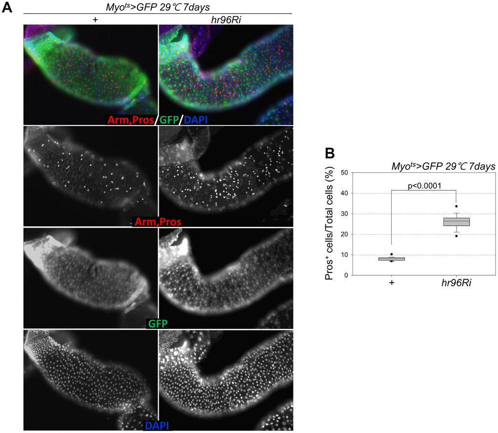 EC-specific VDR knockdown increases the number of Pros+ cells. (A) EC-specific VDR knockdown increases Pros+ cell number. Flies carrying the Myots>GFP or Myots>GFP+VDRRi genotypes were incubated at 29° C for 1 week. The whole guts of flies were dissected, fixed, and labeled with anti-Pros (red) and anti-GFP (green) antibodies and DAPI (blue). The original magnification is 200×. (B) Frequency of Pros+ cells per total cells. Three-day-old females were shifted to 29° C for 1 week, and their dissected guts were fixed and immunostained with anti-Pros (red) and anti-GFP (green) antibodies and DAPI (blue). The Pros+ cell numbers were recorded with respect to the total cells of these guts. Data (mean ± standard error) in Myots>GFP or Myots>GFP+VDRRi flies were collated from 7459 and 7992 total cells of 19 guts each, respectively. P-values were determined using Student’s t-test. PMyots>GFP flies.