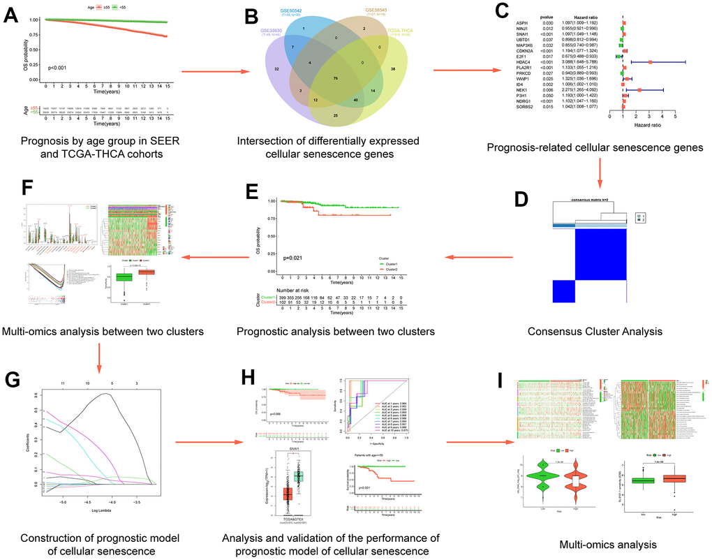 Flow chart of data analysis. (A) Prognosis by age group in SEERand TCGA-THCA cohorts; (B) Intersection of differentially expressed cellular senescence genes; (C) Prognosis-related cellular senescence genes; (D) Multi-omics analysis between two clusters; (E) Prognostic analysis between two clusters; (F) Consensus Cluster Analysis; (G) Construction of prognostic model of cellular senescence; (H) Analysis and validation of the performance of prognostic model of cellular senescence; (I) Multi-omics analysis.