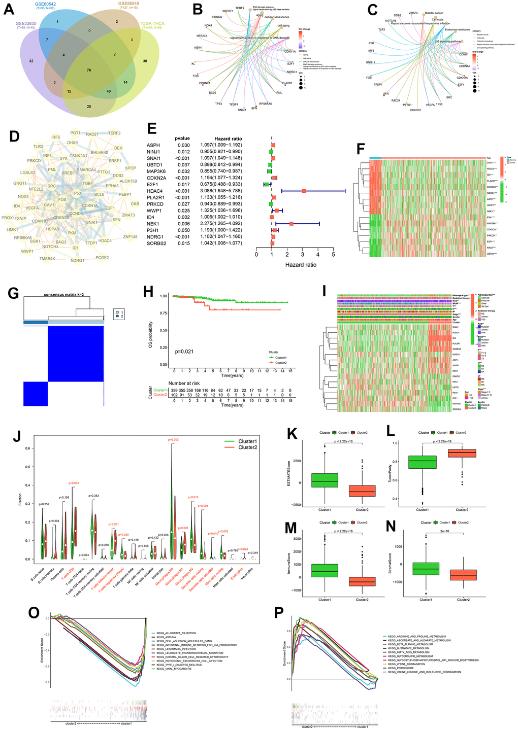 Consensus cluster analysis. Intersection of differentially expressed cellular senescence genes across four cohorts (A). GO functional enrichment analysis (B) and KEGG pathway enrichment analysis (C) of 76 intersecting genes. Protein-Protein interactions (PPI) network diagram of 76 intersecting genes (D). Forest plot of prognostic genes among 76 intersecting genes (E). Expression heatmap of prognostic genes (F). Consensus clustering matrix for k = 2 (G). K-M curve of OS probability between cluster1 and cluster2 (H). Heatmap of clinicopathological feature correlations between cluster1 and cluster2 (I). Violin plots of the infiltration of immune cells in cluster1 and cluster2 by CIBERSORT algorithm (J). Boxplot of ESTIMATEScore (K), TumorPurity (L), ImmuneScore (M) and StromalScore (N) on cluster1 and cluster2 by ESTIMATE algorithm. KEGG pathway enrichment analysis in cluster1 (O) and cluster2 (P).