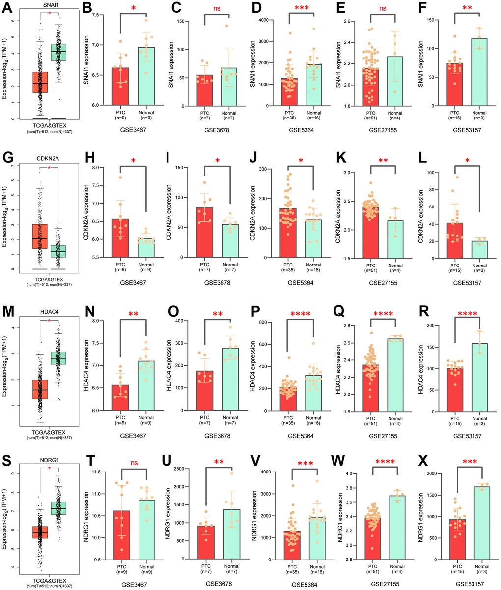 Validation of gene expression levels in prognostic models. Expression of SNAI1 in GTEx (A), in GSE3467 (B), in GSE3678 (C), in GSE5364 (D), in GSE27155 (E), in GSE35157 (F). Expression of CDKN2A in GTEx (G), in GSE3467 (H), in GSE3678 (I), in GSE5364 (J), in GSE27155 (K), in GSE35157 (L). Expression of HDAC4 in GTEx (M), in GSE3467 (N), in GSE3678 (O), in GSE5364 (P), in GSE27155 (Q), in GSE35157 (R). Expression of NDRG1 in GTEx (S), in GSE3467 (T), in GSE3678 (U), in GSE5364 (V), in GSE27155 (W), in GSE35157 (X).