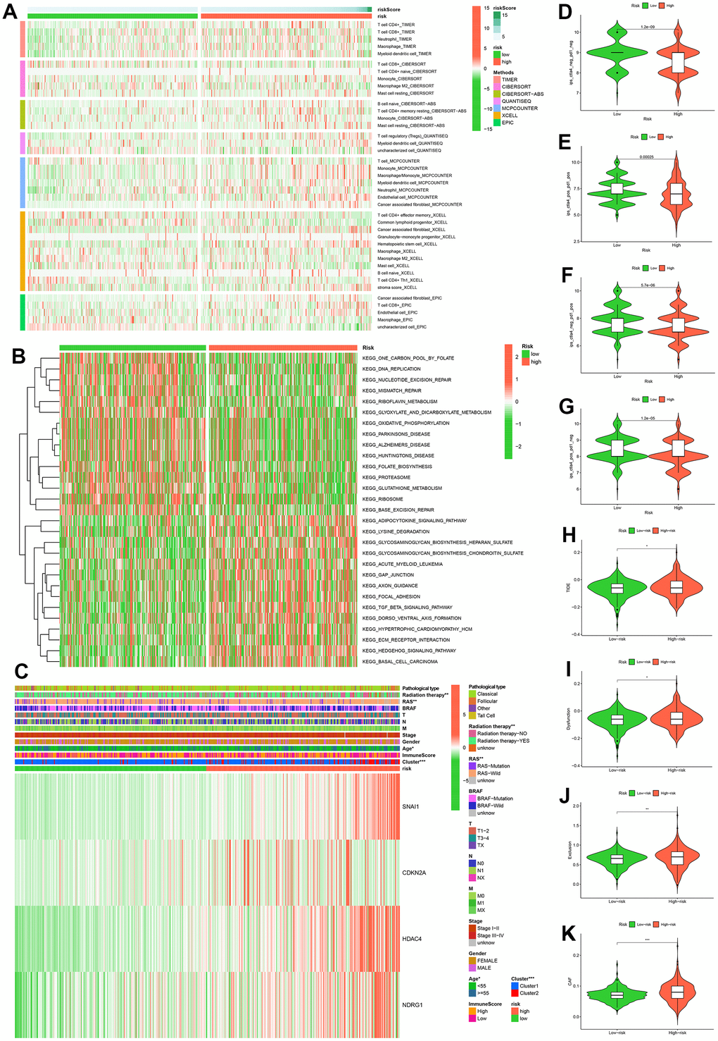 Multi-omics analysis. Analysis results of six immune cell infiltration algorithms in high and low risk groups (A). KEGG pathway enrichment analysis in high and low risk groups (B). Heatmap of clinicopathological features in high and low risk groups (C). Comparison of immunophenoscores (IPS) between high and low risk groups who have not been treated with anti-CTLA4 or anti-PD-1 immunotherapy (D), who have been treated with anti-CTLA4 and anti-PD-1 immunotherapy (E), who have been treated with anti-CTLA4 and anti-PD-1 immunotherapy, who have only been treated with anti-PD-1 immunotherapy (F), and who have only been treated with anti-CTLA4 immunotherapy (G). Comparison of TIDE (H), Dysfunction (I), Exclusion (J), CAF (K) between high and low risk groups.