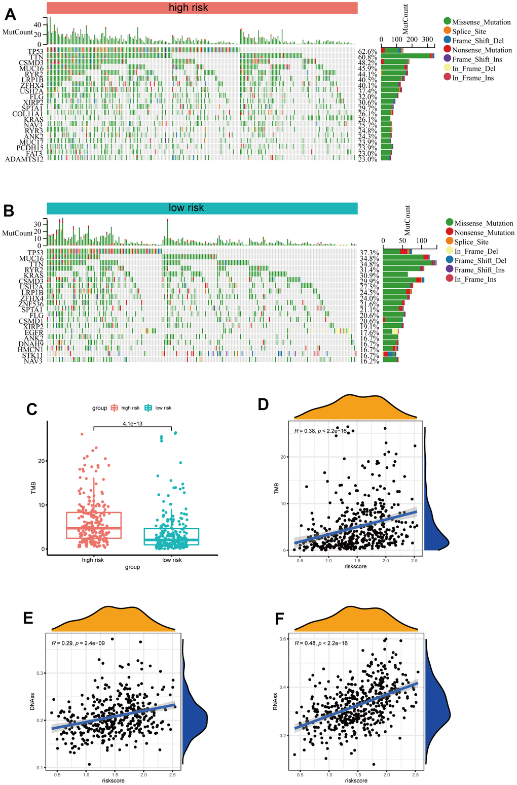 Analysis of the correlation between the risk signature and genetic mutations. (A) The top 20 driver genes with the highest alteration in the high-risk group. (B) The top 20 driver genes with the highest alteration in the low-risk group. (C) Box plot of the difference in risk score for patients with TMB. (D) Scatter plot of correlations between the TMB value and the risk score. (E, F) Scatter plot of correlations between the mRNAsi, mDNAsi and the risk score.