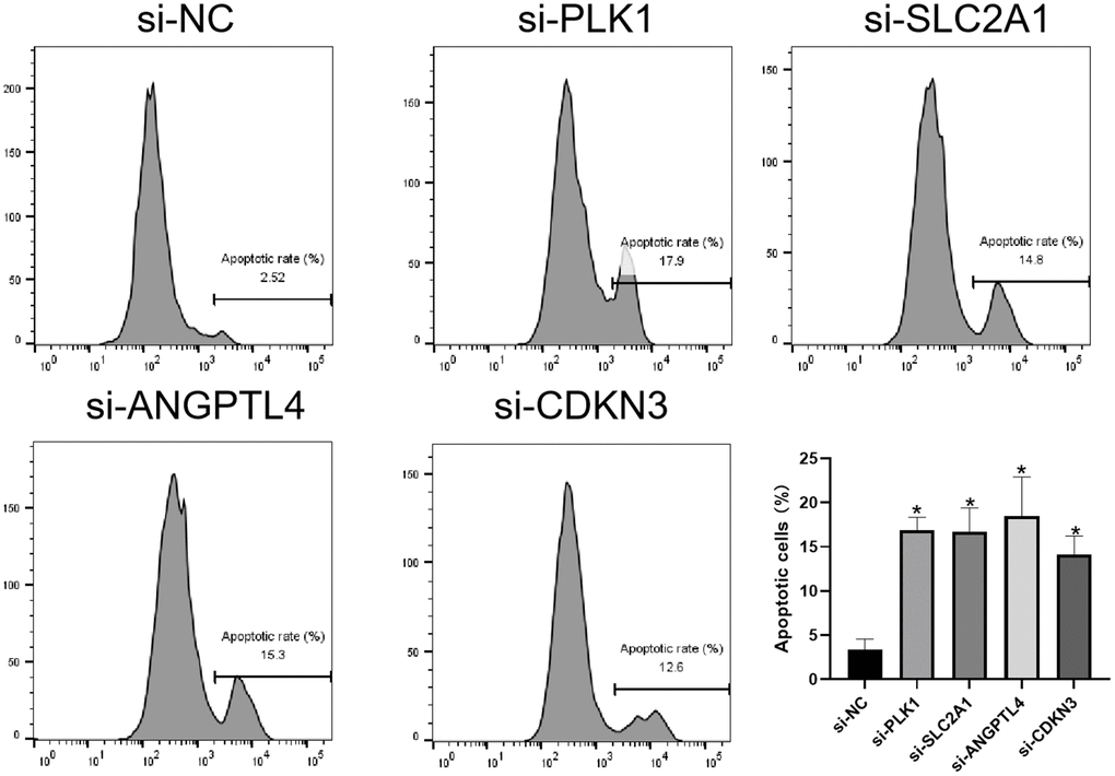 Knockdown of ARGs promotes anoikis of LUAD cell. Flow cytometry analysis of the apoptosis of A549 cells transfected with the indicated siRNAs. *P 