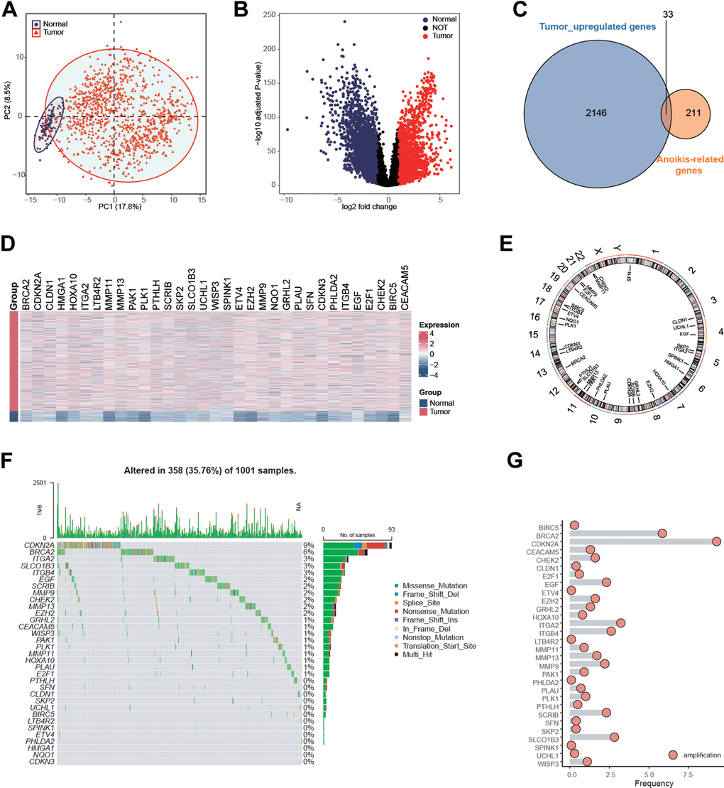 Identification of anoikis-related genes in NSCLC patients in the TCGA NSCLC cohort. (A) Principal component analysis of TCGA samples based on the expression matrix of anoikis-related genes obtained from the genecards website and the Harmonizome portals. (B) Volcano plot showing the differentially expressed genes (DEGs) for the NSCLC tissues and paracancerous in the TCGA-NSCLC cohort. (C) 33 anoikis-related genes were up-regulated in NSCLC patients in the TCGA cohort. (D) Heatmap showing the expression values of anoikis-related between the NSCLC tissues and paracancerous in the TCGA-NSCLC cohort. (E) The specific location of anoikis-related genes on the human chromosomes. (F) Mutation frequency of 33 overlapping signature genes in the TCGA NSCLC cohort. Each column represented a single patient. The upper bar plot showed TMB. The number on the right indicates the mutation frequency of each regulatory gene. The right bar plot showed the proportion of each variant type. The stacked bar plot below showed a fraction of conversions in each sample. (G) CNV frequency of 33 overlapping genes in the TCGA NSCLC cohort. The height of the column represented the alteration frequency. Blue dot: the deletion frequency; Red dot: the amplification frequency.