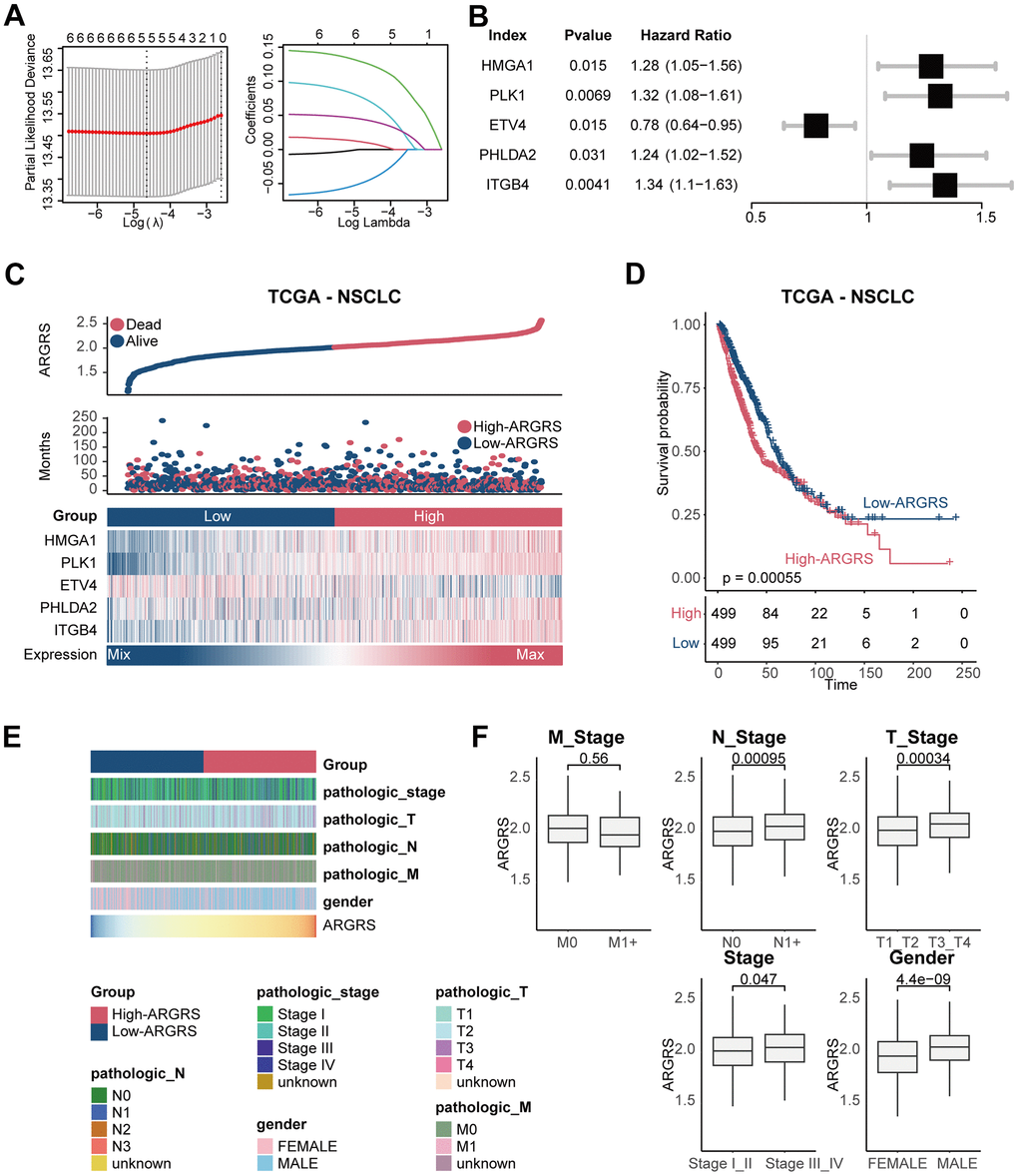 Construction of prognostic model in the TCGA NSCLC cohort. (A) The LASSO coefficient profiles were constructed using the 33 anoikis-related genes, and the tuning parameter (λ) was calculated based on the minimum criteria for OS with ten-fold cross validation. Five genes were selected according to the best fit profile. (B) Univariable analyses of the expression values of the five genes with overall survival in the TCGA NSCLC cohort. (C) Distributions of ARGRS, survival status of NSCLC patients, and expression profiles of the gene signatures. (D) Survival analysis showing the prognostic value of ARGRS in the TCGA NSCLC cohort. (E) Heatmap showing the distribution of clinicopathologic features between ARGRS-high and low groups. (F) Comparison of ARGRS among different clinicopathologic features.