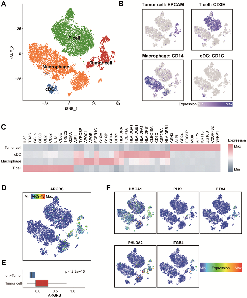 Transcriptomic clustering of NSCLC patients from GSE148071 dataset. (A) Marker-based cell type identification analysis allowed the prediction of four broad cell types across all profiled single cells. (B) Expression levels of cell type signatures overlaid on the t-SNE representation. EPCAM for tumor cells, CD3E for T cells, CD14 for macrophages and CD1C for cDC. (C) Gene expression heatmap of top-10 cell type-specific marker genes as measured by Wilcoxon rank-sum test. (D) ARGRS overlaid on the t-SNE representation. (E) Boxplot showing the levels of ARGRS between tumor and non-tumor cells. Horizontal lines in the boxplots represent the median, the lower and upper hinges correspond to the first and third quartiles, and the whiskers extend from the hinge up to 1.5 times the interquartile range from the hinge. (F) Expression levels of the five genes in the prognostic model overlaid on the t-SNE representation.