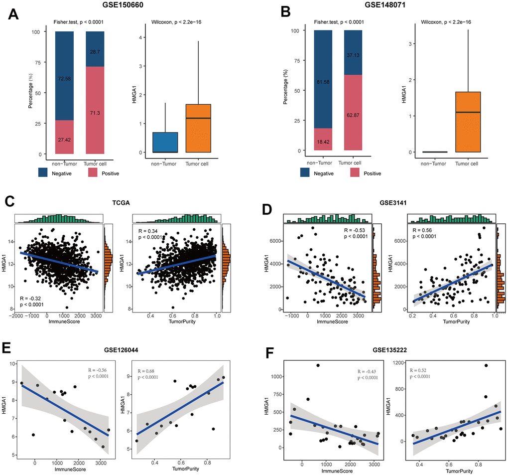 HMGA1 was the representative biomarker. (A) Right: bar plot showing the expressed fraction of HMGA1 between the non-tumor and tumor cells in the GSE150660 cohort. Left: comparison of the expression levels of HMGA1 between the non-tumor and tumor cells in the GSE150660 cohort. (B) Right: bar plot showing the expressed fraction of HMGA1 between the non-tumor and tumor cells in the GSE148071 cohort. Left: comparison of the expression levels of HMGA1 between the non-tumor and tumor cells in the GSE148071cohort. (C–F) Correlations between HMGA1 expression and ImmuneScore and tumor purity in (C) the TCGA, (D) the GSE3141, (E) the GSE126044, and (F) the GSE135222 cohorts.