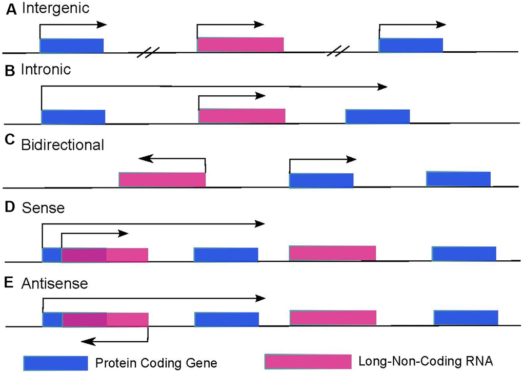 LncRNAs categories are decided by the location of lncRNAs and surrounding protein-coding genes. (A) Intergenic lncRNAs are autonomously transcribed non-coding RNAs longer than 200 nucleotides that do not overlap annotated coding genes. (B) Intronic lncRNAs are lncRNAs that locate inside of an intron of a protein-coding gene and can initiate in either direction. (C) Bidirectional lncRNAs are transcripts that are transcribed from the same promoter as a protein-coding gene but in the opposite direction. (D) Sense lncRNAs overlap with one or more introns and/or exons of a protein-coding gene in the sense direction. (E) Antisense lncRNAs are transcribed from the opposite strand of protein-coding genes.