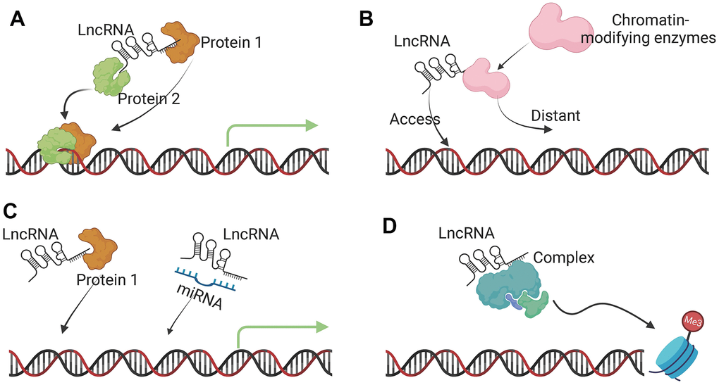 Molecular functions of lncRNAs. (A) Signal lncRNA. The main function of a signal lncRNA is to serve as a molecular signal to regulate the transcription of certain genes in response to various stimuli, such as transcription factors or chromatin modifiers. (B) Guide lncRNA. Guide lncRNAs interact with chromatin-modifying enzymes and direct them to the specific genomic location to regulate gene expression. (C) Decoy lncRNA. Decoy lncRNAs bind to microRNAs or transcription factors to sequester them away from their targets, affecting transcription and translation. (D) Scaffold lncRNA. lncRNAs can act as dynamic scaffolds for multiple-component complexes, such as ribonucleoprotein (RNP) complexes to transiently assemble and affect histone modifications.