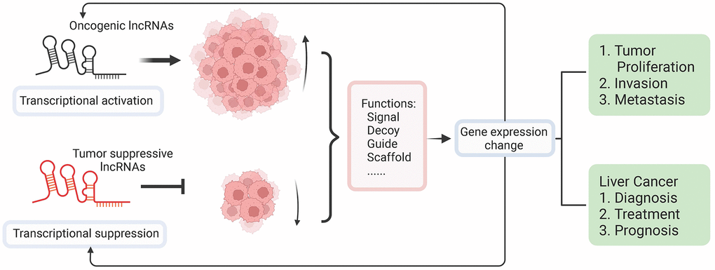 Overview of molecular functions of lncRNA in liver cancer and its application in clinical treatments. LncRNAs dysregulation as a result of epigenetic and genetic alterations makes lncRNAs perform as either activators or suppressors during the initiation of liver cancer. Functioning as signal, guide, decoy, and scaffold, the dysregulated expression of lncRNAs can affect the expression of protein-coding genes, which further induce complicated interactions and regulations resulting in positive or negative affection on tumor proliferation and metastasis. The dysregulated lncRNAs could be used as markers for diagnosis, targets of treatments, and potential indicators of the prognosis of liver cancer.