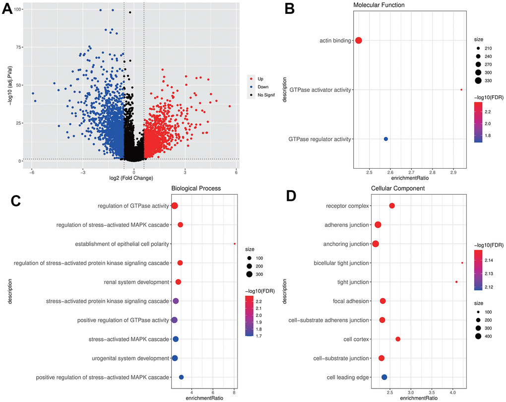 Screening and enrichment of DEGs. (A) DEGs volcano maps of THCA and normal samples in TCGA dataset; (B–D) GO enrichment analysis bubble chart of IGF score related DEGs (MF, BP, CC).