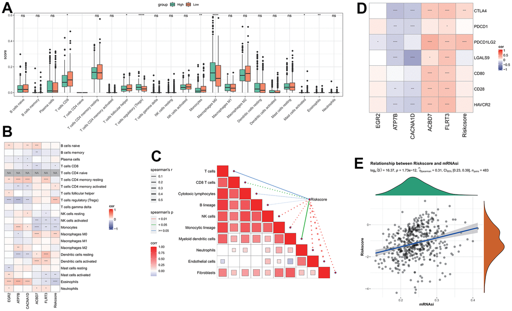 Analysis of immune features between RiskScore groups. (A) The difference of immune infiltration by CIBERSORT analysis between RiskScore groups; (B) The correlation between RiskScore and CIBERSORT’s immune score; (C) The correlation between RiskScore and immune score analyzed by MCP-Count; (D) RiskScore is associated with immune checkpoint genes; (E) Correlation between RiskScore and tumor stemness index.