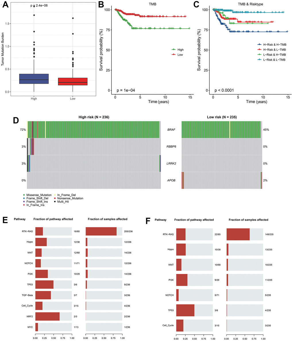 Analysis of mutation features between RiskScore groups. (A) TMB differences between RiskScore groups; (B) KM curve between high and low TMB groups in TCGA cohort; (C) KM curve of high and low TMB groups and high and low RiskScore of TCGA cohort; (D) Significantly different mutated genes between RiskScore groups; (E) Mutation frequency of tumor pathway genes and proportion of affected samples in the high RiskScore group; (F) Frequency of mutation of tumor pathway genes and proportion of affected samples in low RiskScore group.