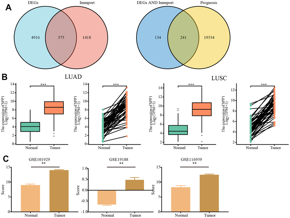 Analysis of the expression of SPP1 based on TCGA and GEO databases. (A) A Venn diagram of 241 immune- and prognosis-related differentially expressed genes. (B) According to the TCGA database differential expression of SPP1 in LUAD and LUSC versus normal tissues. (C) Differential expression of SPP1 based on GEO database GSE101929 (Normal=34, Tumor=32), GSE19188 (Normal=65, Tumor=91) and GSE116959 (Normal=11, Tumor=57). **p***p