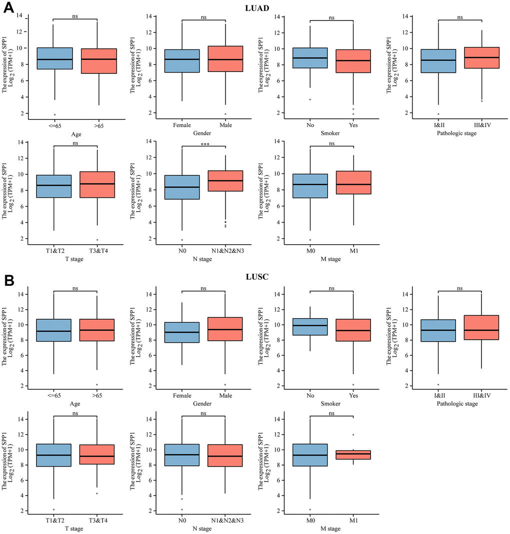 Association between clinical-pathological characteristics and SPP1 mRNA levels in NSCLC. Comparative analysis of SPP1 expression level of clinical-pathological characteristics in (A) LUAD and (B) LUSC. ns: no statistical significance, ***p