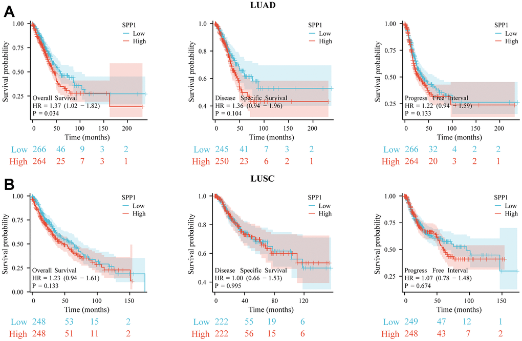 Survival analysis for different expression of SPP1. The prognostic impact of SPP1 on OS, DSS, and PFI in (A) LUAD and (B) LUSC. All gene sets were significantly enriched at nominal p-value 
