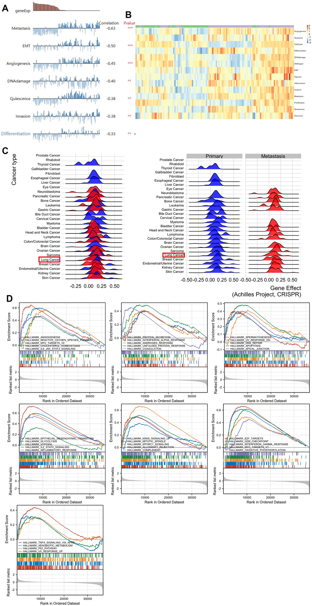 Comprehensive analysis of the functional role of SPP1 in LUAD. (A) Analysis of individual cells revealed multiple influence of SPP1, including cell metastasis, epithelial-to-mesenchymal transition, angiogenesis, DNA damage, cell dormancy, cancer cell invasion, and cellular differentiation. (B) Functional status profile showcasing the diverse activity of function states of LUAD cells. (C) Metastasis of lung cancer associated with SPP1 expression. (D) HALLMARK term analysis revealed in 34 positively correlated groups. **p***p