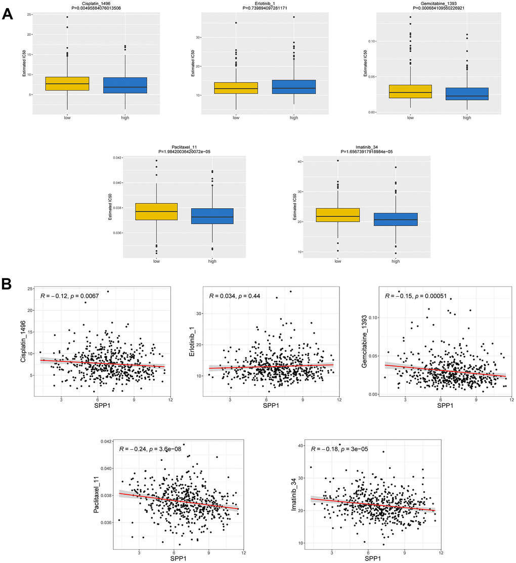 Correlation between drug susceptibility and SPP1 expression. (A) IC50 difference between groups with high and low expression of the SPP1. (B) Relationship between IC50 and SPP1.