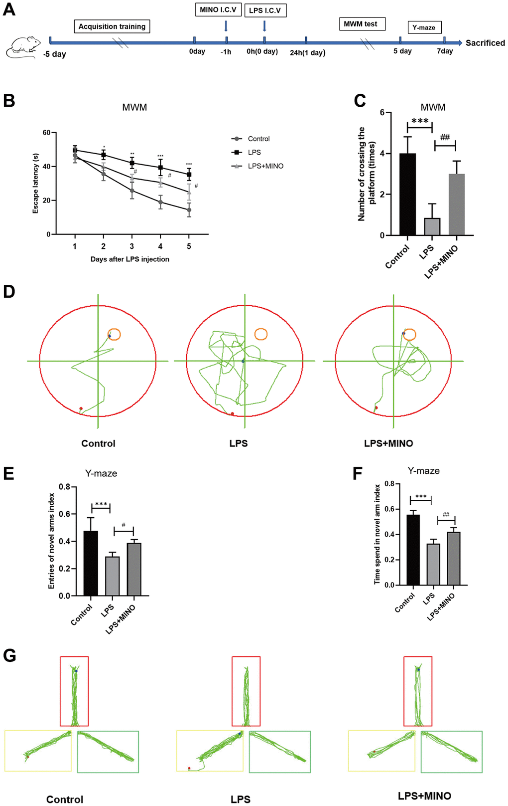 Minocycline improved LPS-induced learning and memory impairment in mice. (A) Schematic representation of the animal experiment. (B) The mean escape latency to the visible platform of the MWM test. (C) Numbers of platform location crossings during the probe trial test of MWM test. (D) A representative trajectory diagram of the MWM test. (E) Ratio of entering the novel arm. (F) Ratio of spending time in the novel arm. (G) A representative trajectory diagram of the Y-maze. Data were presented as mean ± SD; n = 6 mice per group. *P **P ***P #P ##P ###P 