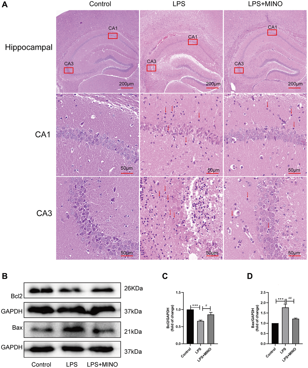 Minocycline alleviated LPS-induced hippocampal injury and apoptosis. (A) Hippocampal tissues were stained with H&E solution to elucidate pathological alterations. The red arrows point to the inflammatory cells. (B–D) The expression levels of Bax and Bcl-2 in hippocampal tissues were detected by Western blot assay. Data were presented as mean ± SD, n = 5–6 mice per group; *P **P ***P #P ##P ###P 