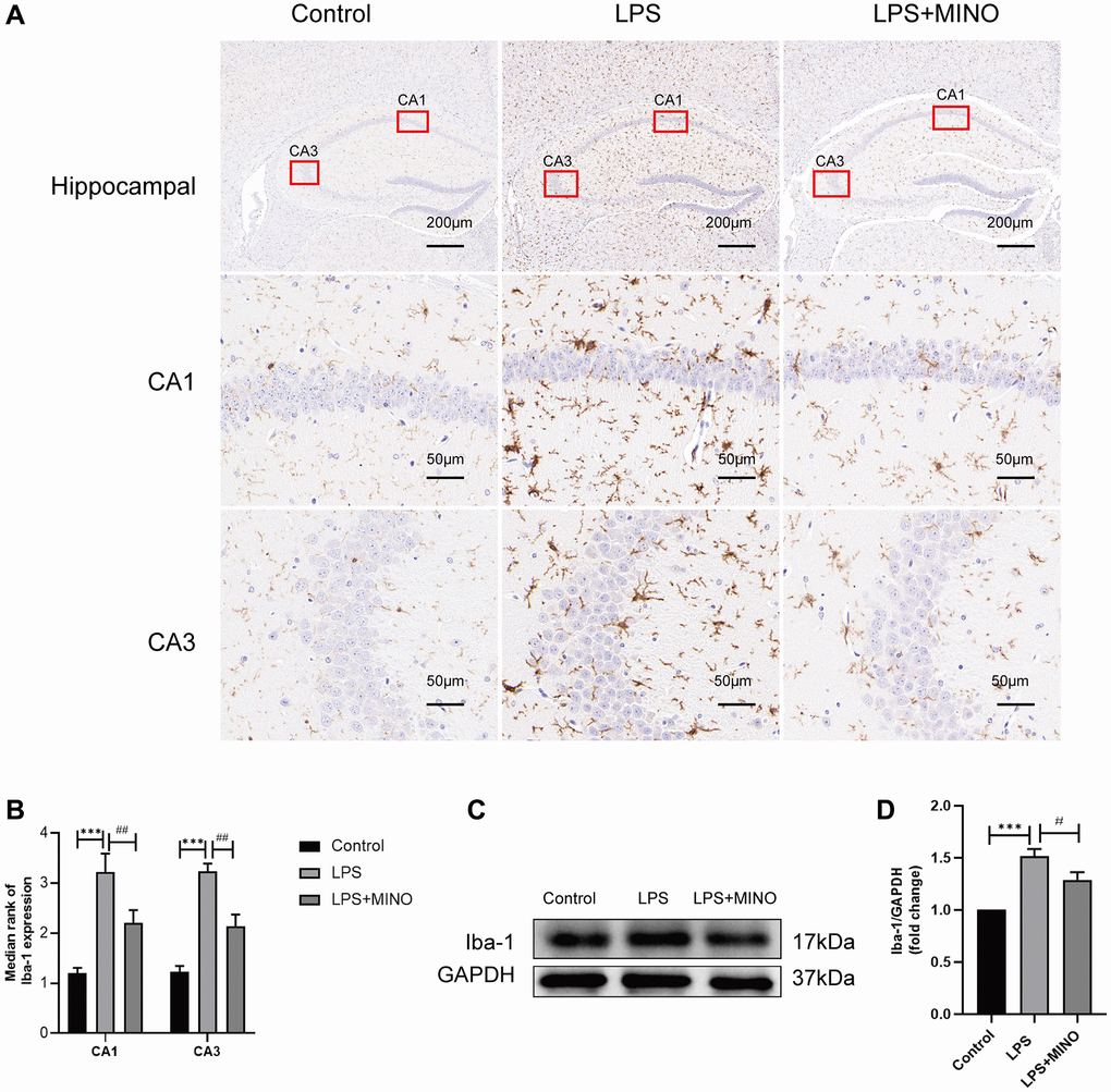 Minocycline inhibited LPS-induced microglial activation in the mice hippocampus. (A, B) An IHC staining assay was performed to detect the Iba-1 level in hippocampal tissues. (C, D) The expression level of Iba-1 was elucidated by a Western blot assay. Data were presented as mean ± SD, n = 5–6 mice per group; *P **P ***P #P ##P ###P 