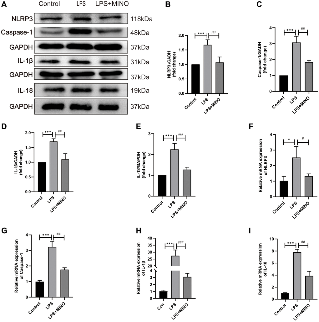 Minocycline inhibited the NLRP3/Casapase-1 pathway in the hippocampus of LPS-treated mice. (A) Representative Western blot bands of NLRP3, Caspase-1, IL-1β, and IL-18, and (B–E) their statistical graphs. (F–I) The mRNA expression of NLRP3, caspase-1, IL-1β, and IL-18. Data were presented as mean ± SD, n = 5–6 mice per group; *P **P ***P #P ##P ###P 