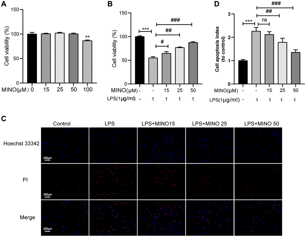 The effects of minocycline on LPS-induced BV2 cell viability and apoptosis. (A) Cells were treated with 0–100 μM minocycline for 24 h, and cell viability was detected by the CCK-8 assay. (B) Minocycline improved cell viability in LPS-treated BV2 cells (n = 3). (C) The apoptosis of BV2 cells was detected by the Hoechst 33,342/PI staining assay. (D) Quantitative analysis of BV2 cell apoptosis. Data were presented as mean ± SD; n = 4; ns: statistically non-significant; *P **P ***P #P ##P ###P 